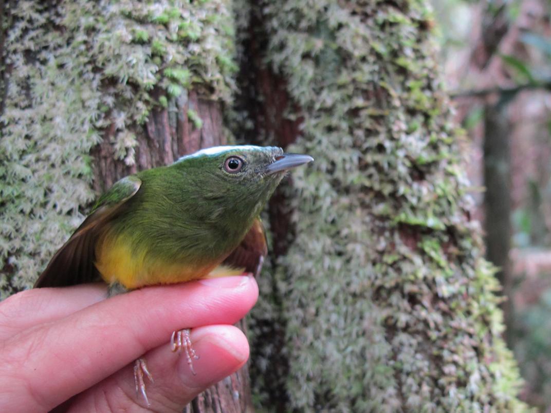 A photo of the Amazonian bird Lepidothrix natererei (better known as the snow-capped manakin)