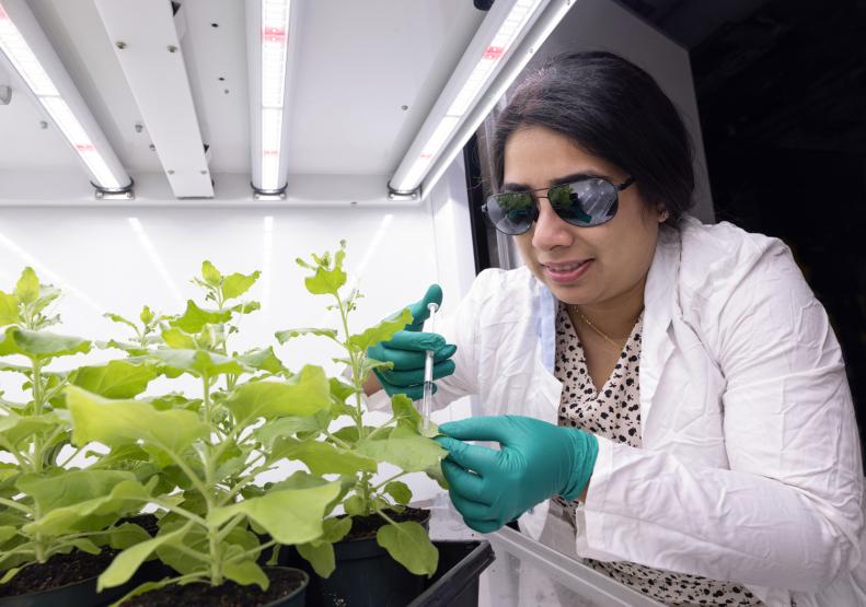 Researcher uses syringe to inject plant with bacteria