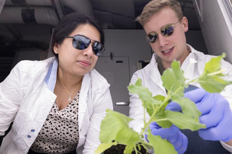 Two researchers look at the stem of a green plant