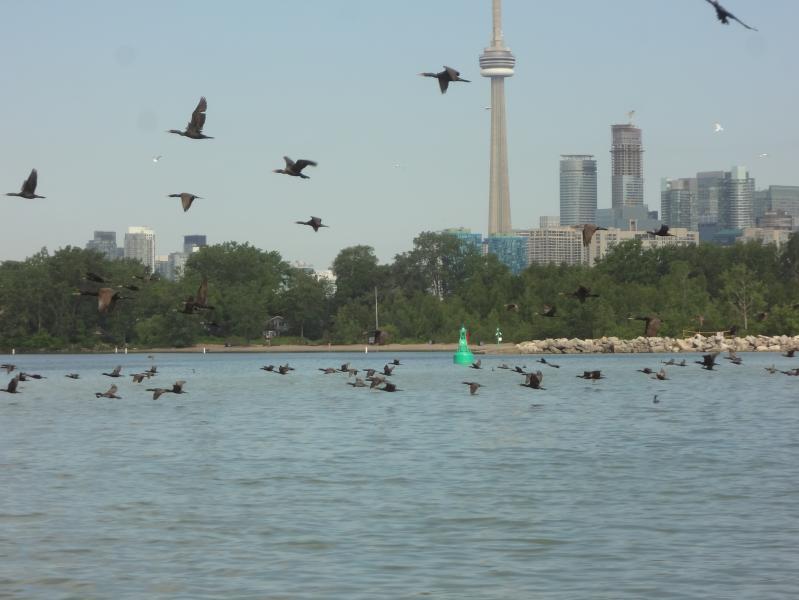 Lake Ontario with a view of the CN Tower