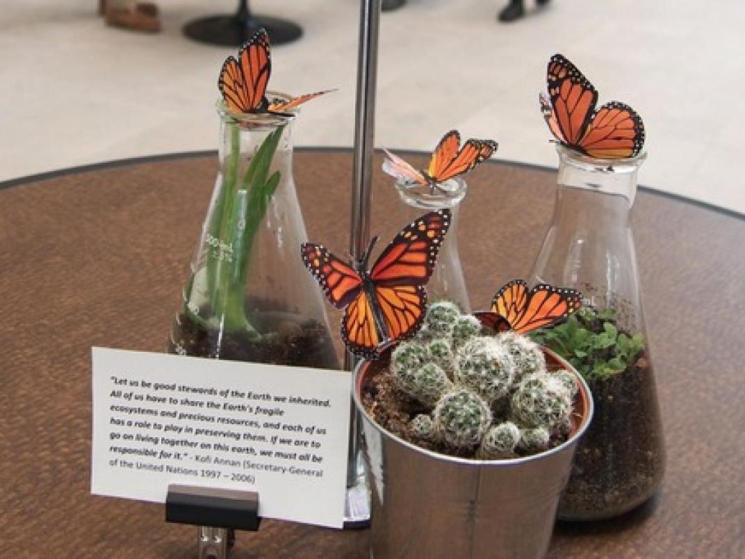 butterflies and plants