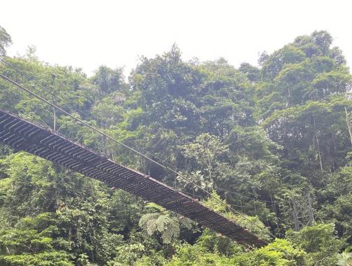 Picture of a rope bridge through the trees in a rainforest