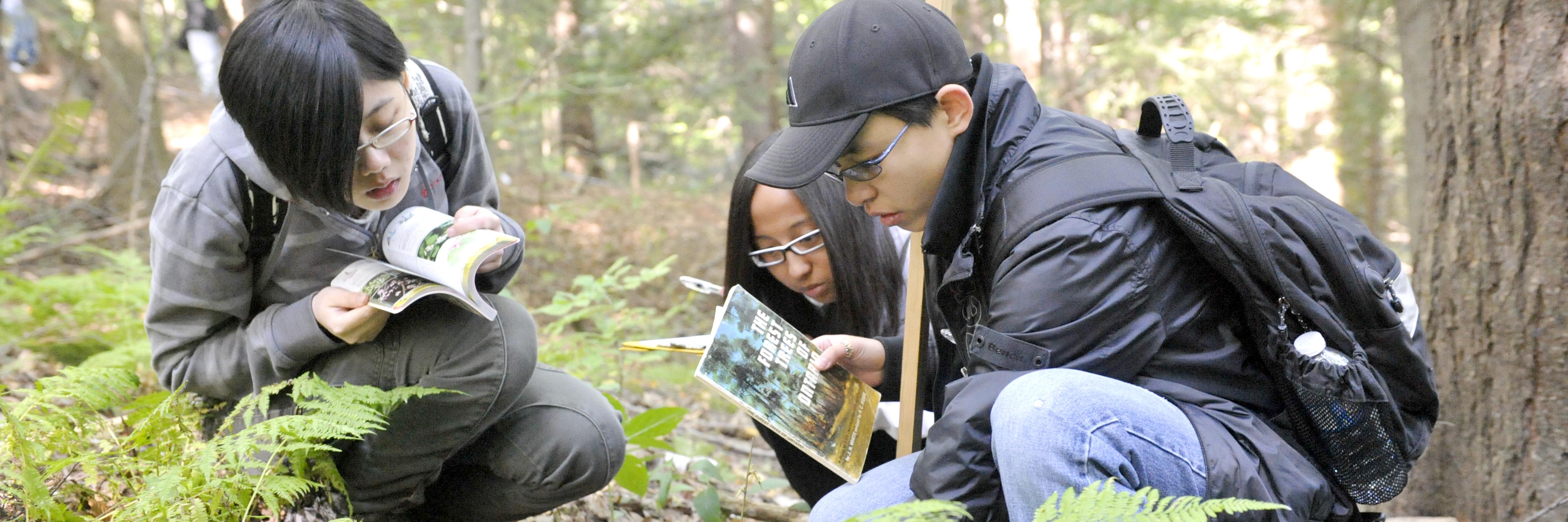 Three students study ferns in a forest