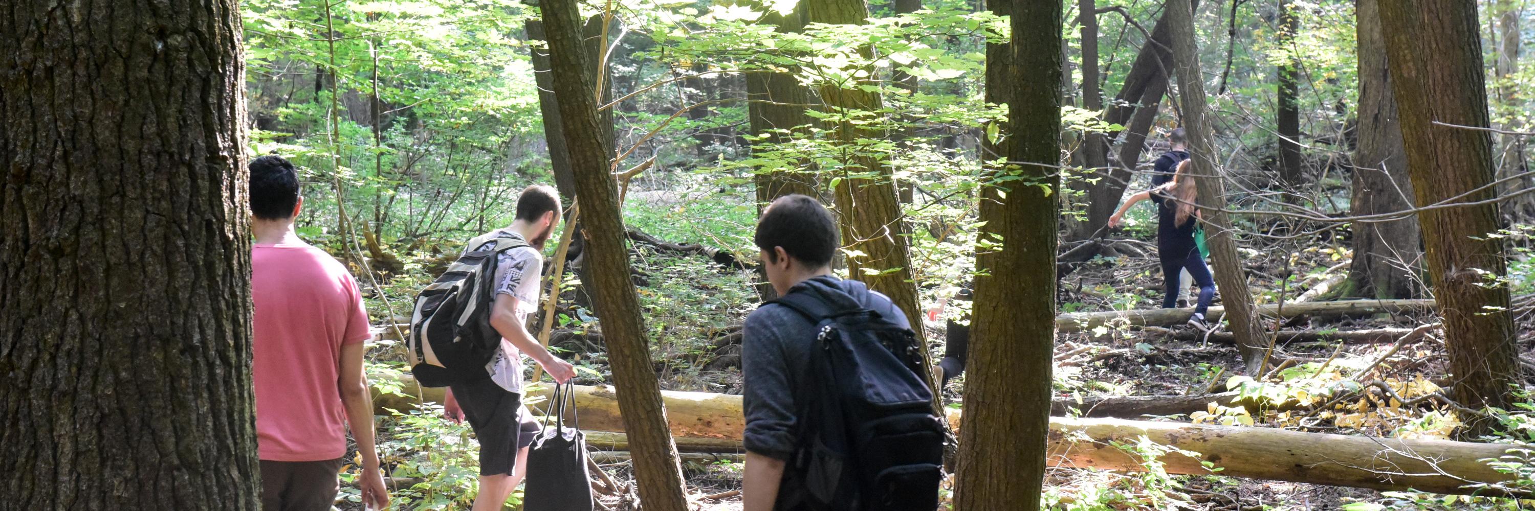 Three students walk through the Valley forest