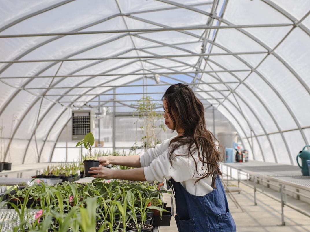 A woman carries a seedling in a greenhouse