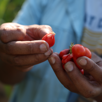 A close-up of a tomato grown in the Campus Farm