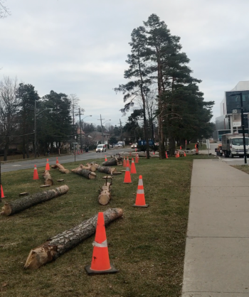 Cut-down scots pines on front campus