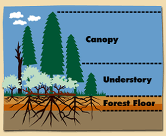 A diagram showing the three different layers of a forest: canopy, understory and forest floor