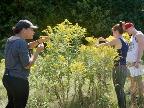 Three students study a bush of goldrenrod weeds