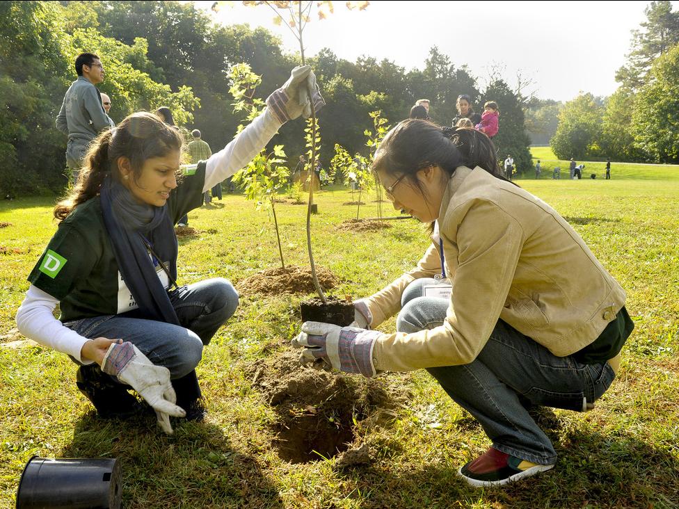 students planting tree as part of community-engaged learning
