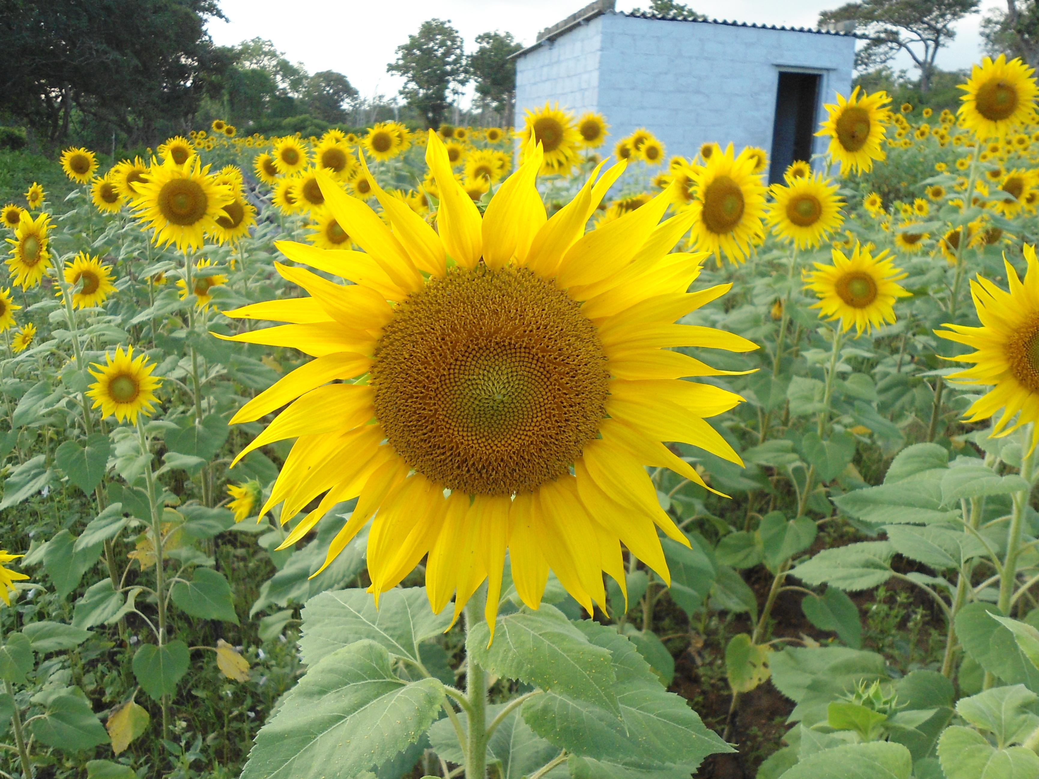 Sunflower in a field of sunflowers