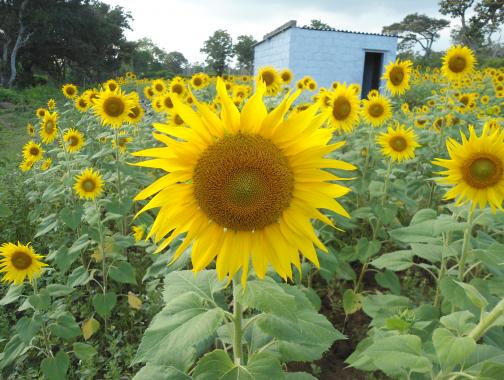 Sunflower in a field of sunflowers