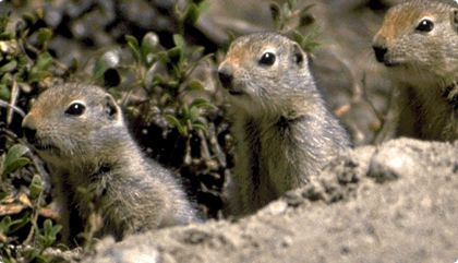 Image of three red arctic ground squirrel in a photo gallery 